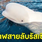 วาฬสายลับรัสเซีย